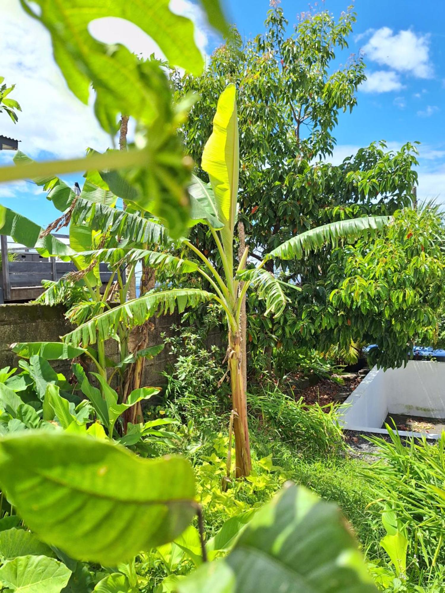 Le Cocon De Madana Apartment แซ็ง-โฌเซฟ ภายนอก รูปภาพ